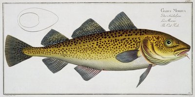 Cod (Gadus Morhua) plate LXIV from 